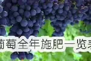 葡萄全年施肥一览表