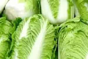 白菜主要病虫害防治事项指南