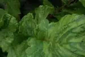 儿菜病虫害的防治方法及注意事项