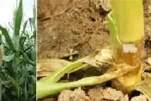 玉米茎基腐病症状及防治方法