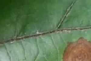 茄子褐纹病的农业及药剂防治措施