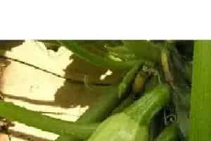 西葫芦蔓枯病症状是什么？如何用药治疗