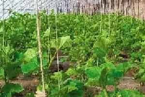 棚室蔬菜粉尘法喷药要点