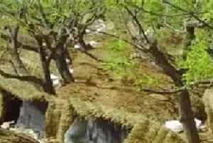 板栗施肥技巧