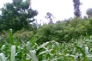玉米常见杂草及草害防治药物介绍