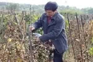 山药死棵原因及防治方法