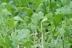 春季蔬菜红蜘蛛、白粉虱、菜蚜害虫的防治药剂