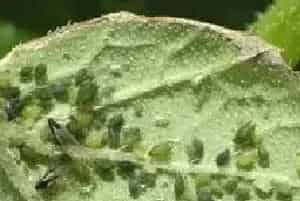 黄瓜瓜蚜的生物及药剂防治方法