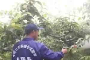 果树夏季喷药注意事项