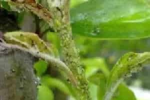 桃树蚜虫什么时间用药防治效果好？种植户不可错过的知识！