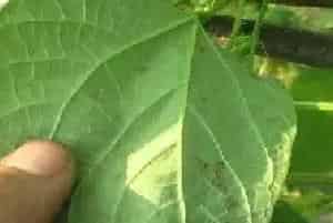 农作物药害的种类介绍 预防方法有哪些？