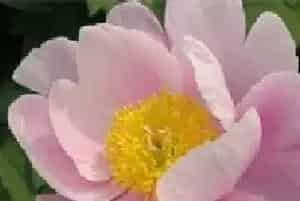 芍药环斑花叶病防治措施