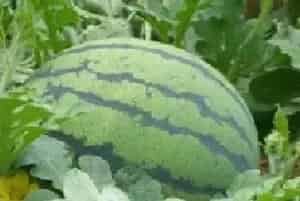 无籽西瓜是转基因吗？培育过程有哪些要点？