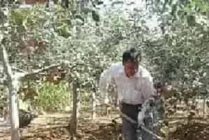 果树秋施基肥的要点及方法
