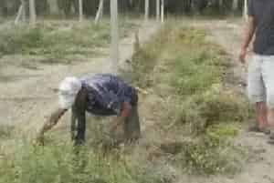 土壤除草剂什么时候喷施为宜？土壤除草药效影响因素