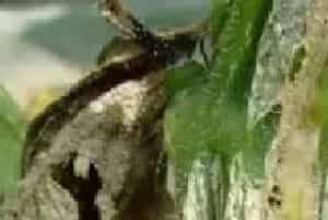 瓠瓜霜霉病的药剂防治方法
