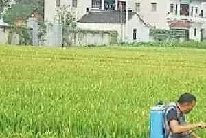 农民容易遇到的几个用农药误区，不注意药效会很差！