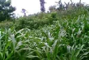 玉米常见杂草及草害防治药物介绍