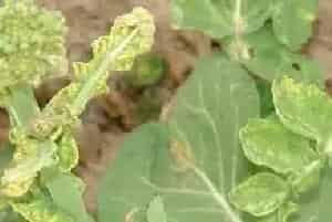 怎样防治油菜生长中的病害问题？