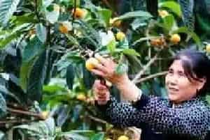 种枇杷应如何施肥