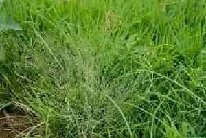 灭根粉除草剂使用方法介绍