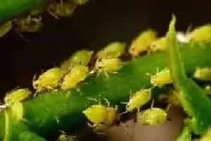 蚜虫对果树有什么危害？为什么难防治？（附防治药剂）