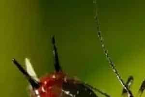 自制农药杀虫偏方大全
