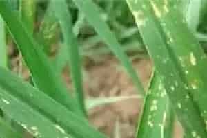 冬季小麦除草如何避免药害