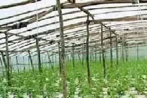 夏季大棚药害频发，如何做到正确喷药?