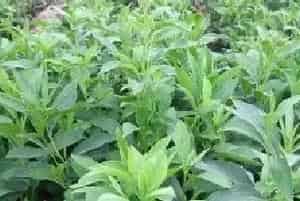 中药材白术田间种植管理技巧
