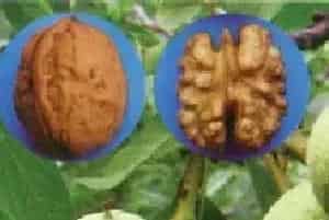 核桃开花前喷什么药好预防病害