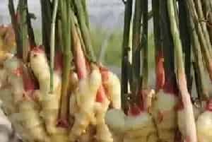 种植生姜除草剂怎么选？发生药害有哪些补救措施