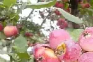 果树喷施叶面肥注意什么