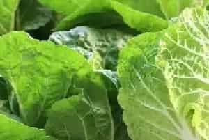 大白菜常见病虫害防治技巧