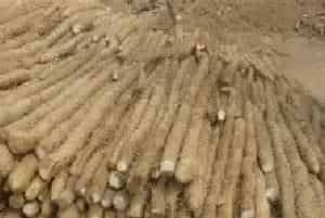 山药田间管理要点
