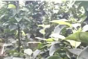 梨树幼果期病虫害防治技术 打什么农药有效果