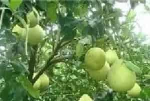 柚子树的施肥技巧