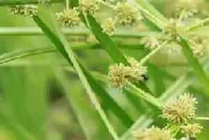 白菜除杂草的药剂有哪些？怎么使用