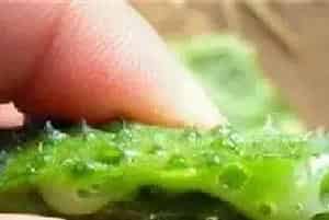 黄瓜流胶用药及防治方法介绍