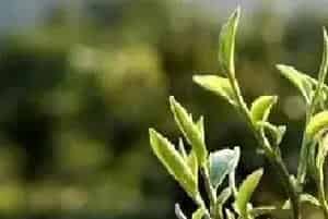 什么时段喷洒农药最为有效？打药注意事项