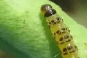 蔬菜虫害药剂选择什么