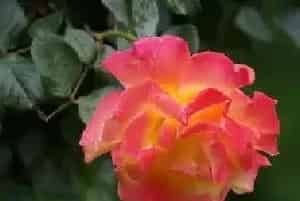月季花怎么浇水 月季花施肥方法