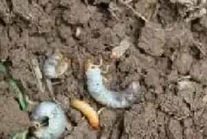 蔬菜作物地下害虫有哪些？防治药剂效果好推荐