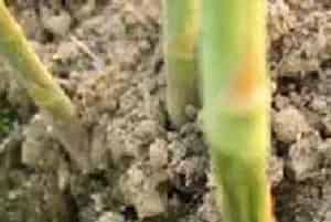 该如何防治芦笋茎腐病？