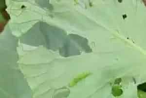 油菜小菜蛾的药剂防治方法