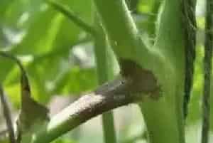 小檗碱用药说明