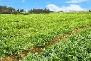 瓜苗对哪些农药比较敏感？如何防治药害？