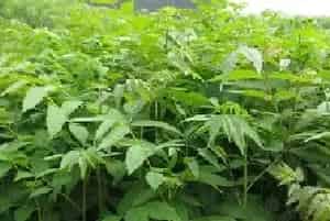 三叶青种植技术与条件，年限与采挖时间直接影响药效