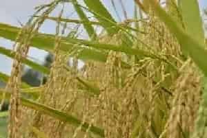 水稻黑条矮缩病症状及防治指南