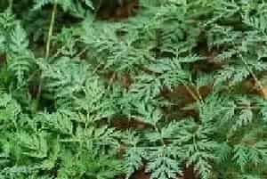 川芎中药植物的养殖技术